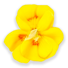 fleur-jaune