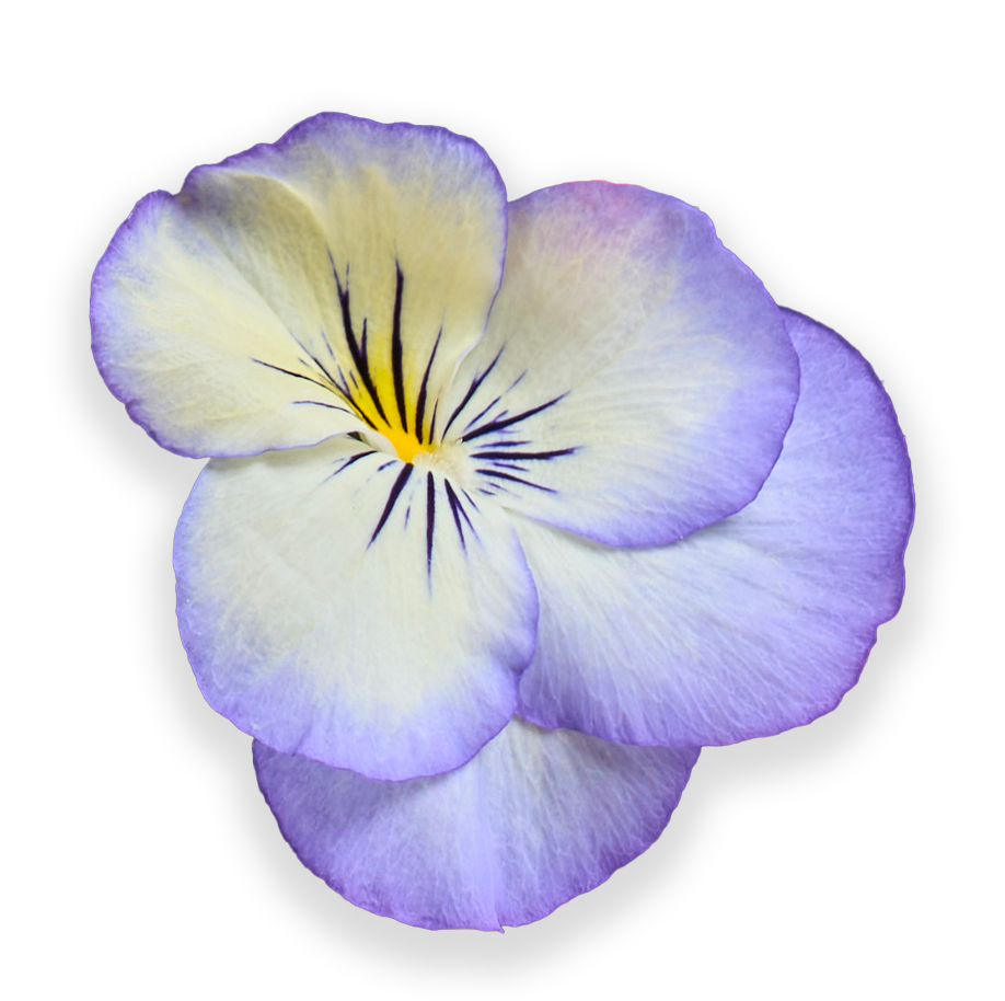 fleur-violette