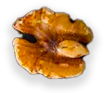noix